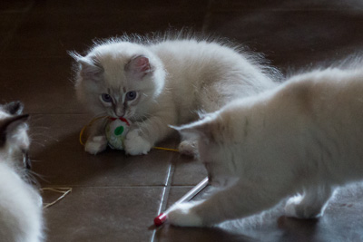 Ragdoll kitten - Simon